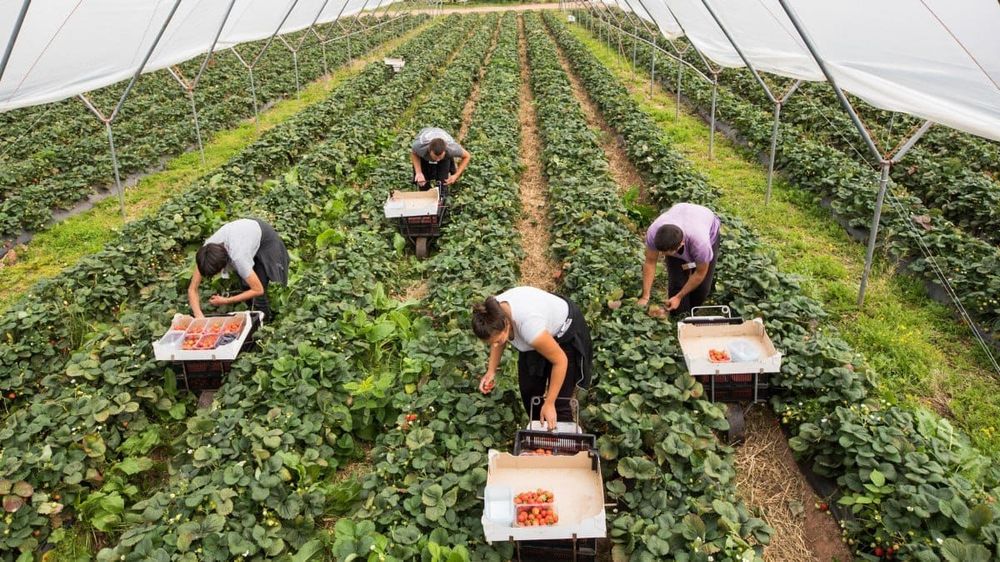 В конце мая в КР начнется онлайн-регистрация на сезонные сельхозработы в Великобритании изображение публикации