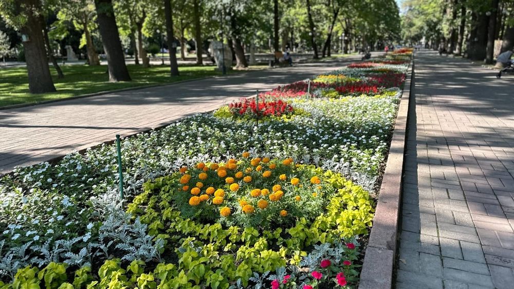 Бишкек украсят 1.6 млн цветов: сезонная высадка завершена на 70% изображение публикации