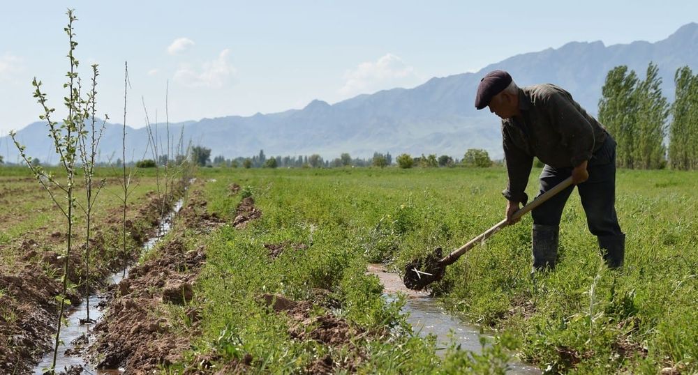 По проекту «ФСХ – 13» выдано более 2.45 млрд сомов кредитов изображение публикации