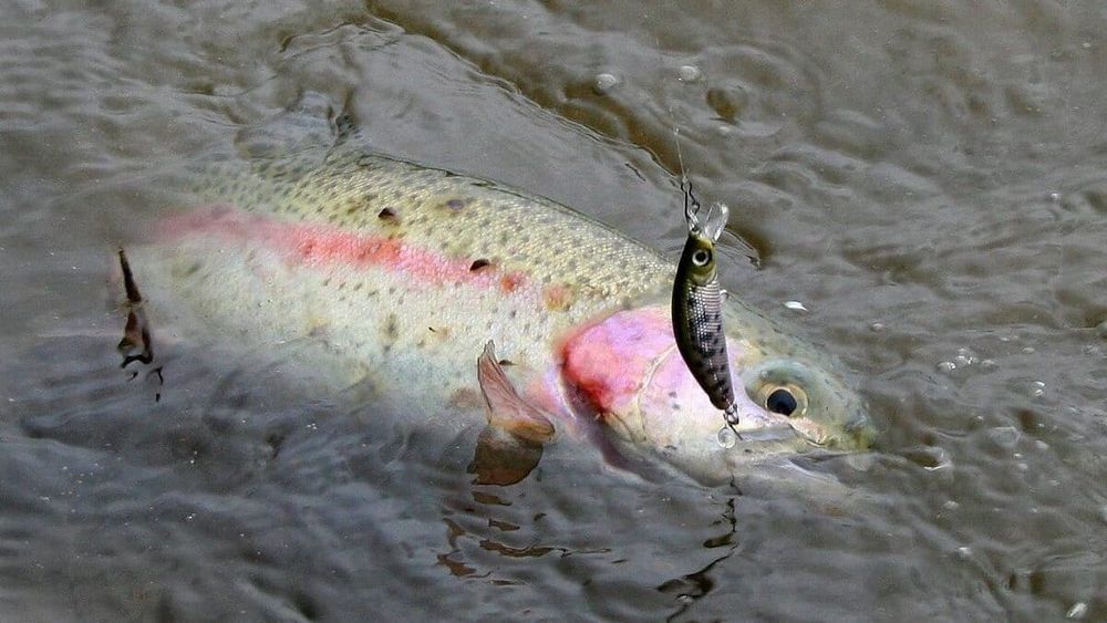 До конца 2025 года в Таласской области запретили ловить рыбу в горных реках изображение публикации