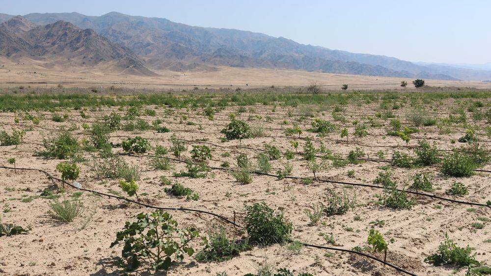 До 2028 года в Кеминском районе появится виноградник на 38 гектарах изображение публикации