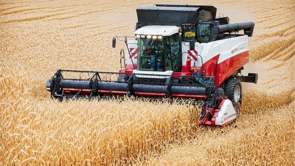 В Ошской области началась уборка пшеницы сорта «Баграт» изображение публикации