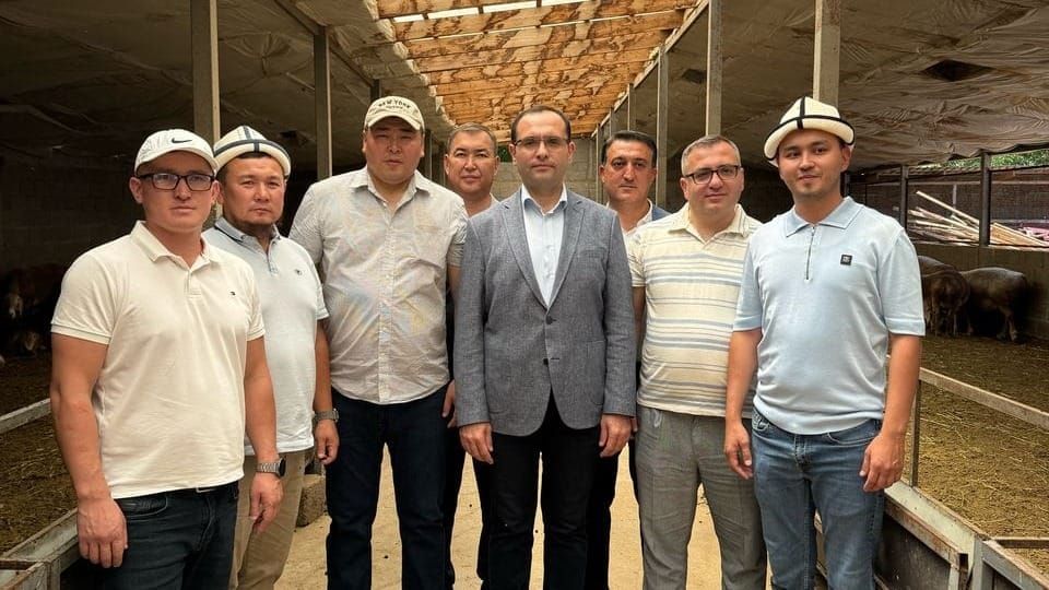 Фермеры КР представил главе Минсельхоза Азербайджана арашанскую породу скота изображение публикации