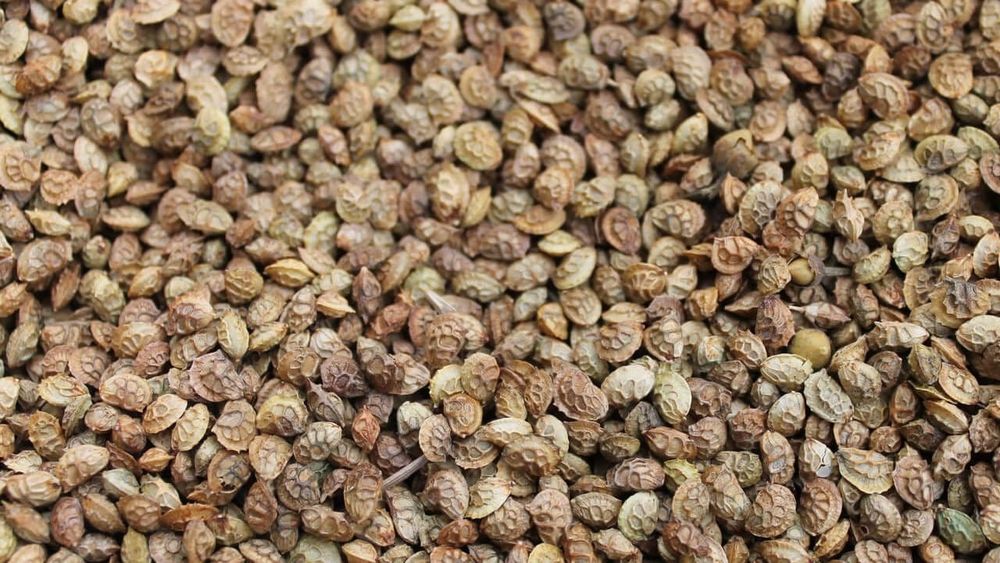 Минсельхоз КР закупит 173 тонны семян пастбищных трав почти на 50 млн сомов изображение публикации