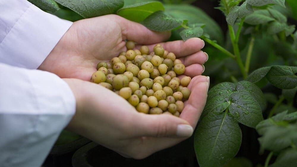 Фермеры Кыргызстана еще месяц могут ввозить семена картофеля без пошлины изображение публикации