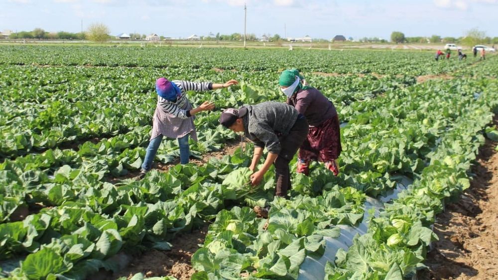 За полгода аграриям выдали льготные кредиты на 3.3 млрд сомов изображение публикации