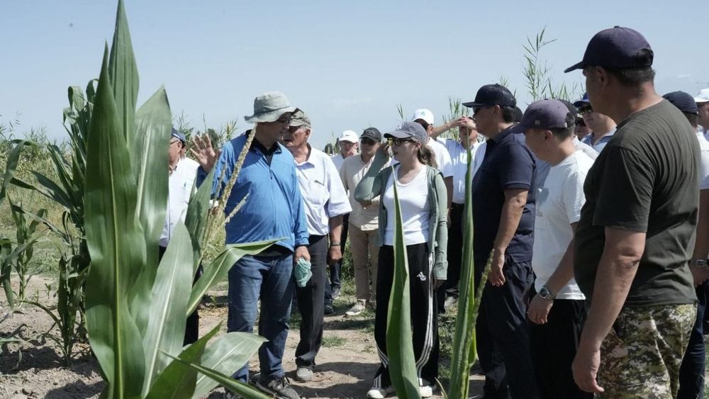 В Кыргызстане начали убирать урожай с 486 га, засеянных госхозом изображение публикации