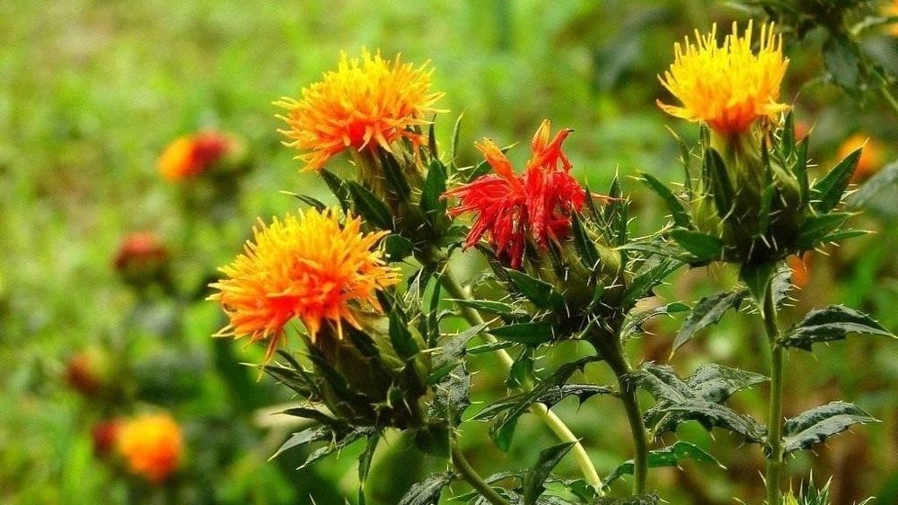 Минсельхоз рекомендует фермерам сеять сафлор — культура подходит для малопродуктивных земель изображение публикации