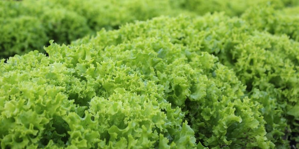 На посту «Ак Жол» выявили нарушения при ввозе свыше 600 кг салата изображение публикации