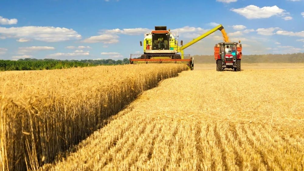 В Чуйском районе убрана почти половина площадей зерновых — Минсельхоз изображение публикации