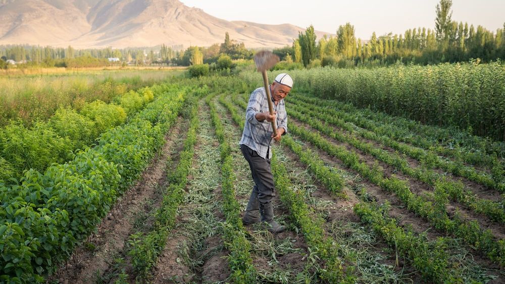 «Айыл Банк» и «Элдик Банк» получат по 505 млн сомов на льготное финансирование аграриев изображение публикации