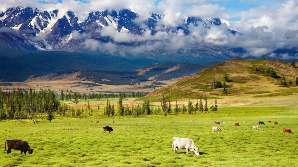 В Минсельхозе напомнили, что граждане могут взять в аренду пастбище на 20 лет изображение публикации