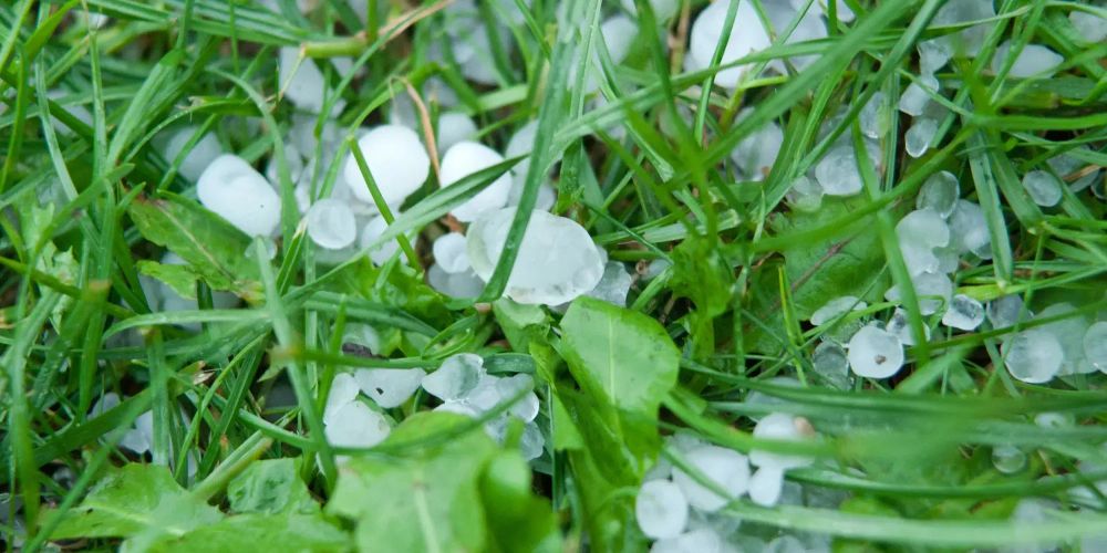 Град и ливни нанесли ущерб 110 фермерам в Таласской области изображение публикации