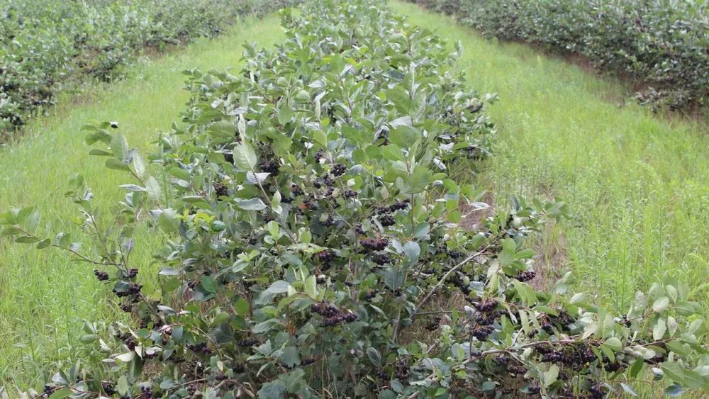 В КР зарегистрированы 22 плодово-ягодных питомника — адреса и контакты изображение публикации