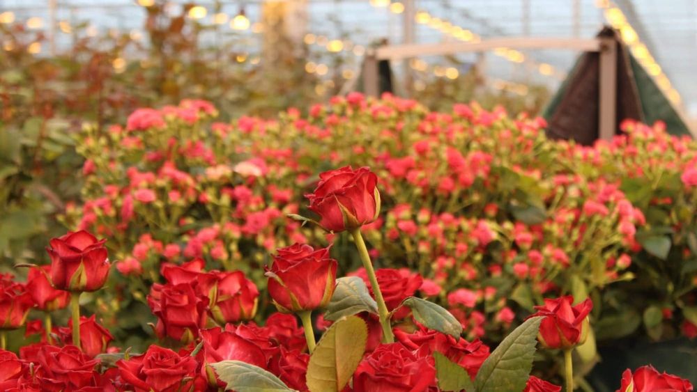 Минсельхоз и Центр ГЧП ищут инвестора для тепличного комплекса под Бишкеком изображение публикации