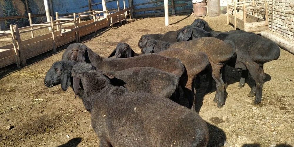 Поголовье Кыргызгосплемзавода превысило 12 тысяч голов скота — Минсельхоз изображение публикации