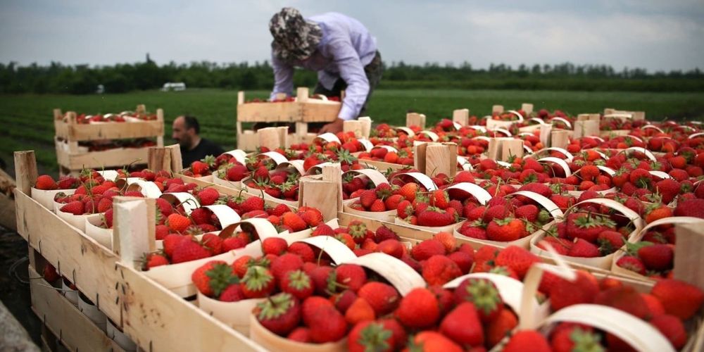 Кыргызстанцам напомнили о возможностях приложения Migrant.kg для трудовых мигрантов изображение публикации