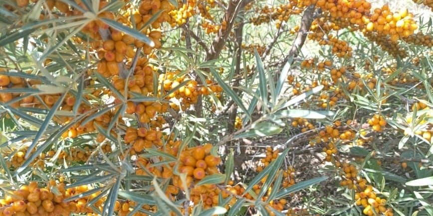 В Боконбаево реализуют облепиху сорта «Алтай» без колючек — она подходит для промышленных плантаций изображение публикации