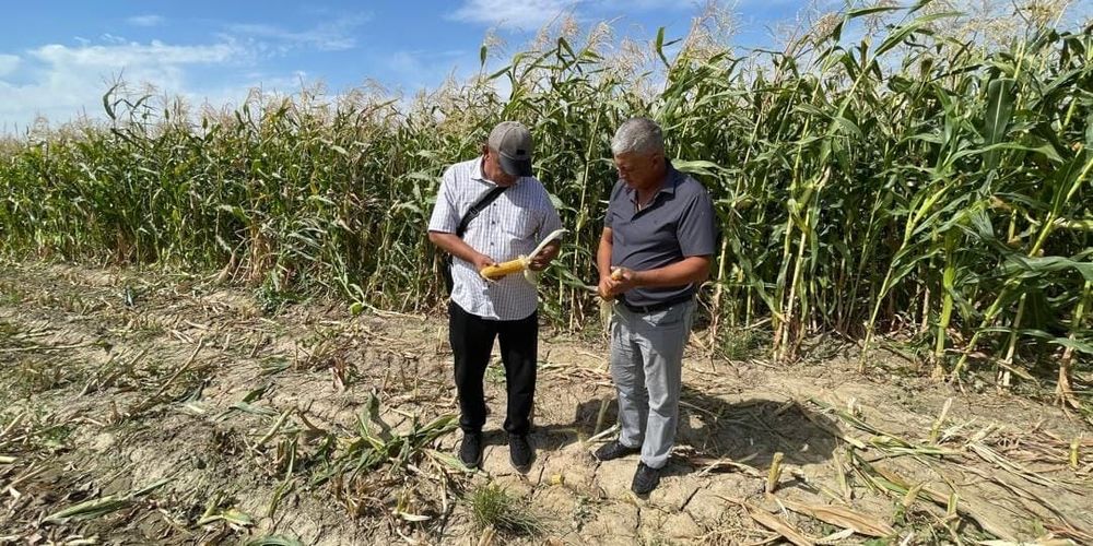 В Таласской области расширили посевы кукурузы для увеличения запасов силоса на 50% изображение публикации