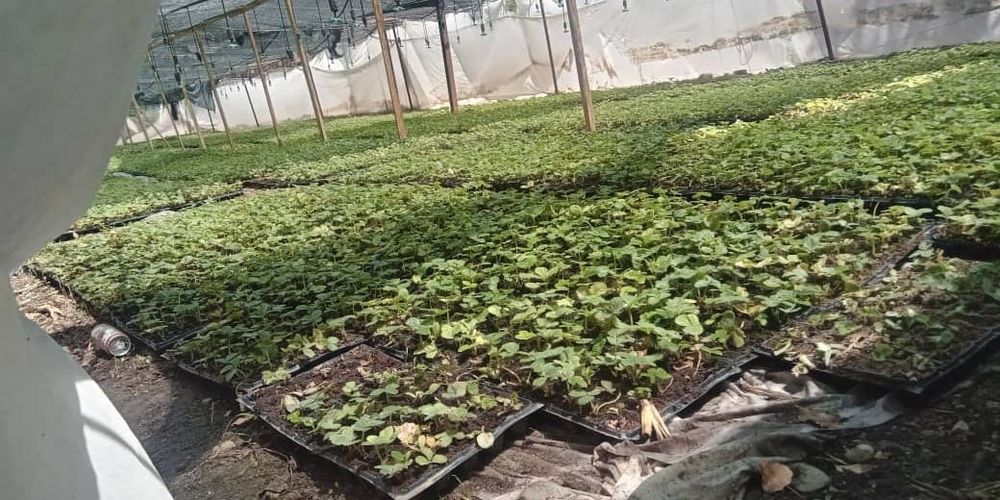 Логистический центр в Джалал-Абаде безвозмездно передаст фермерам 60 тысяч саженцев клубники изображение публикации