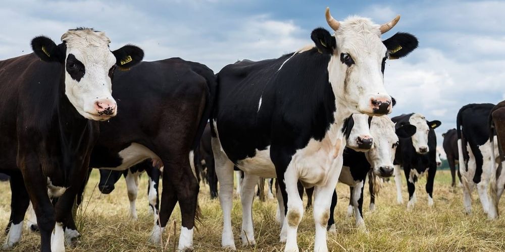 Фермерское хозяйство в Таласе импортирует коров из РФ при поддержке Минсельхоза изображение публикации