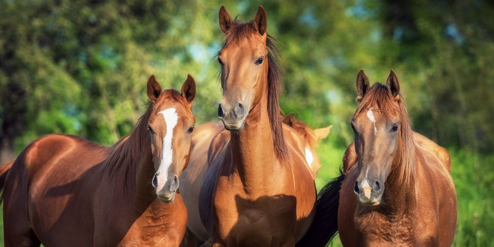 В Кыргызстане запускают государственный холдинг по чистопородному коневодству изображение публикации