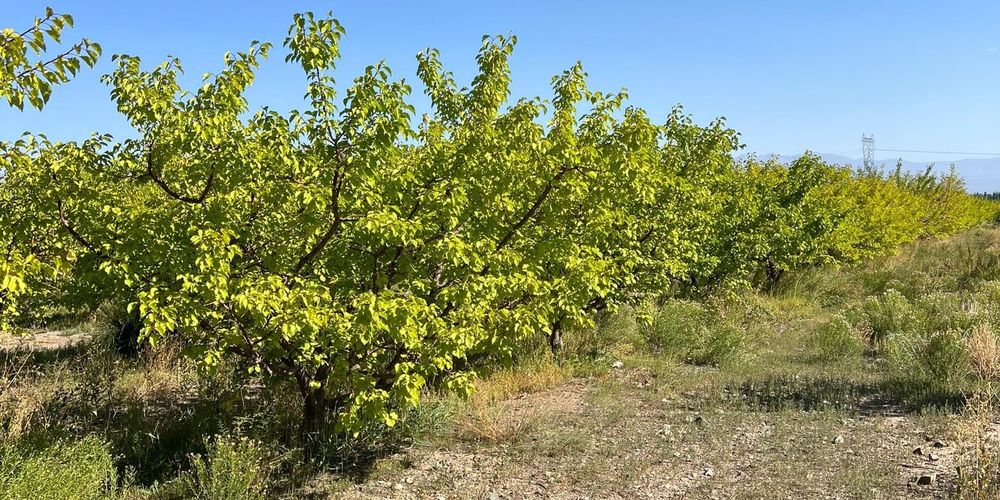 В Тонском районе внедряют капельное орошение для экономии воды и повышения урожайности изображение публикации