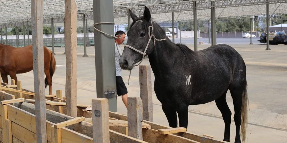 Новый скотный рынок на Северной объездной дороге откроют 6 сентября изображение публикации