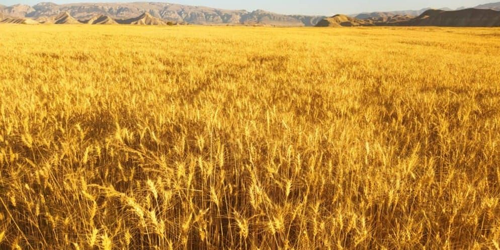 Жаркая погода ускорила уборку зерновых в Ак-Талинском районе изображение публикации