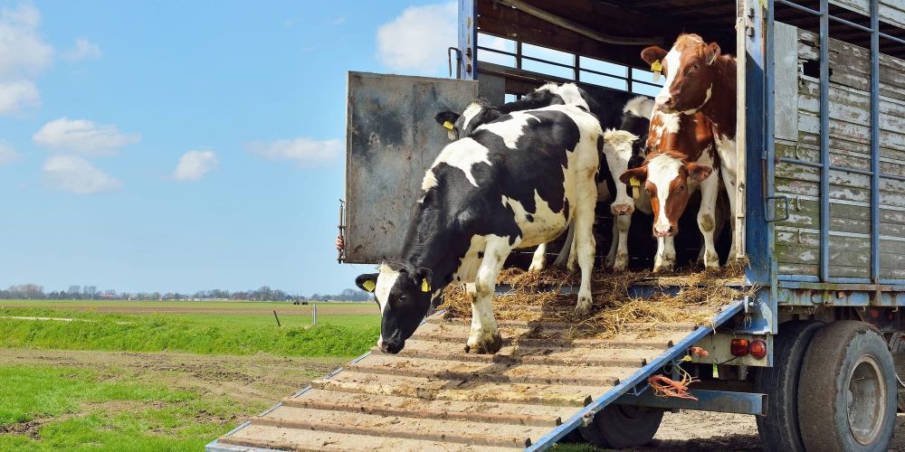 Госоператором по экспорту живого скота назначен «Кыргыз Агрохолдинг» изображение публикации