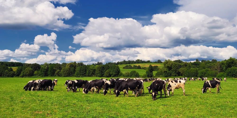 Нацстатком готовится к сельскохозяйственной переписи 2025 года изображение публикации