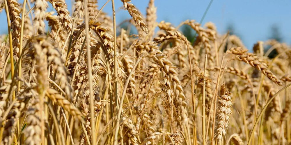 В Кыргызстане собрали 60% зерновых культур изображение публикации