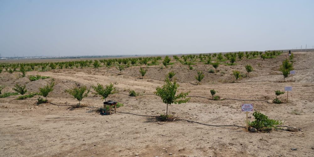 Минсельхоз готов помочь фермерам освоить малоплодородные земли под сады изображение публикации