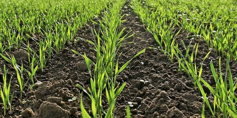 Минсельхоз призывает фермеров Кыргызстана активнее сеять озимую пшеницу изображение публикации