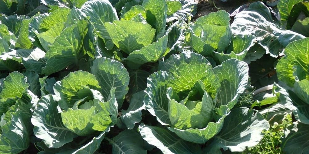 Более 11 тысяч тонн капусты собрали в Аламудунском районе — урожай идет на внутренний рынок изображение публикации