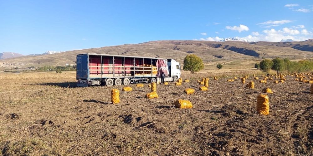 В Ак-Суйском районе завершают уборку урожая картофеля изображение публикации