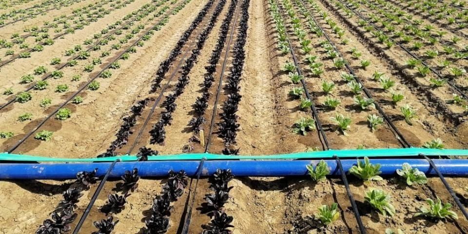 Осенний влагозарядковый полив охватил 156 тысяч га – Минсельхоз изображение публикации