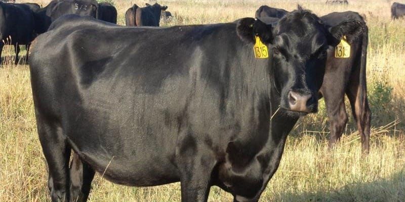 Для развития сельского хозяйства фермерам выдают льготные кредиты под 3% годовых изображение публикации