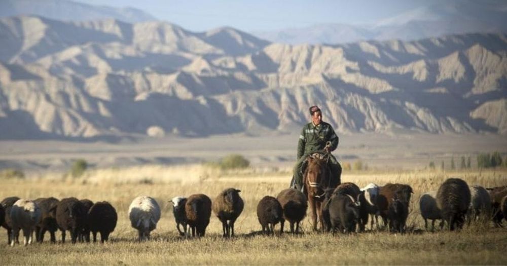 Фермеры КР получили 201.5 млн сомов льготных кредитов на племенное животноводство изображение публикации