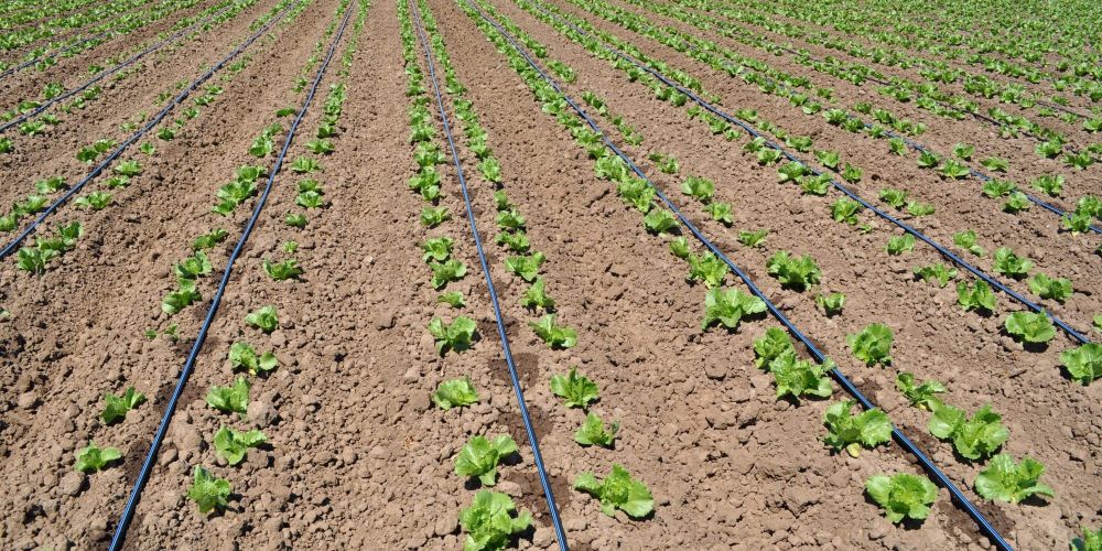 В Кызыл-Туу перешли на капельное орошение — фермеры смогут экономить воду и электричество изображение публикации