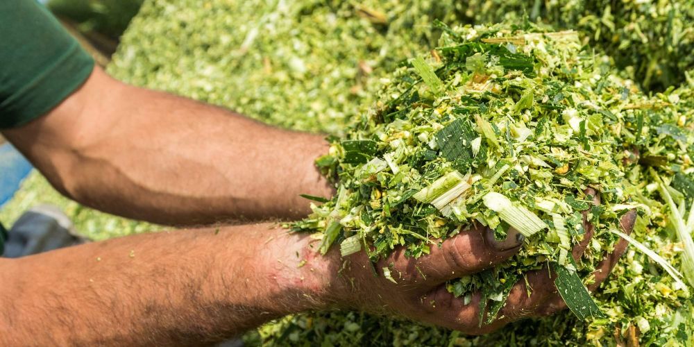 «Кыргызгосплемзавод» заготовил более 100 тонн силоса на зиму изображение публикации