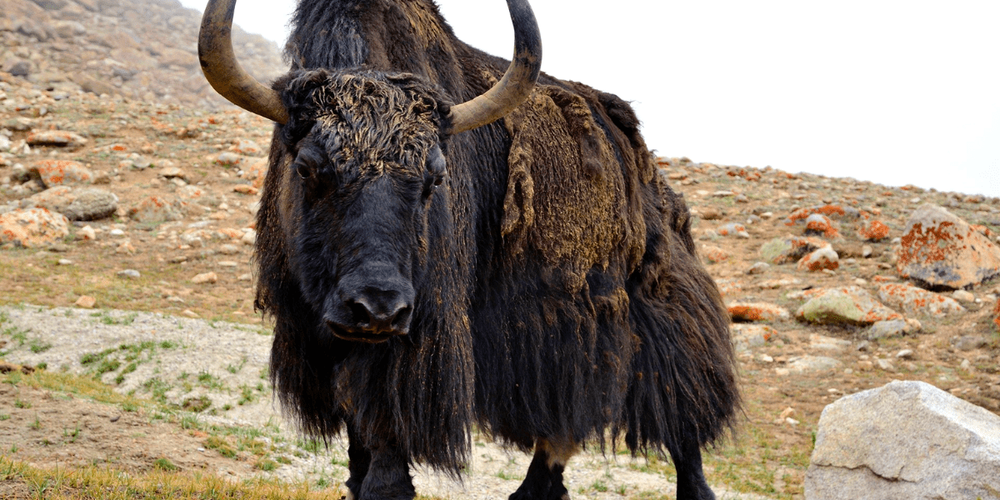 Фермеры Ат-Башы начали экспортировать мясо яков изображение публикации