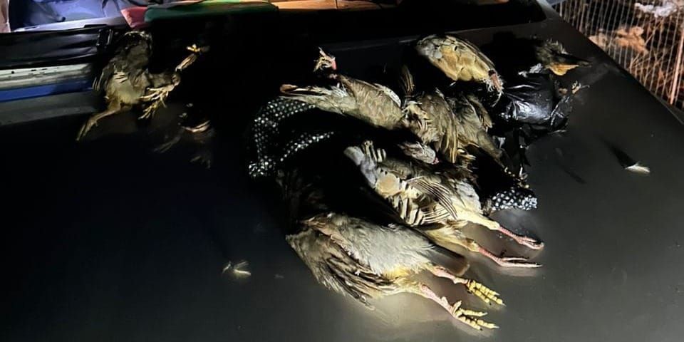 В Ноокате браконьеров оштрафовали за незаконную охоту на куропаток изображение публикации