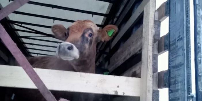 Россельхознадзор пресек вывоз 26 голов КРС в Кыргызстан изображение публикации