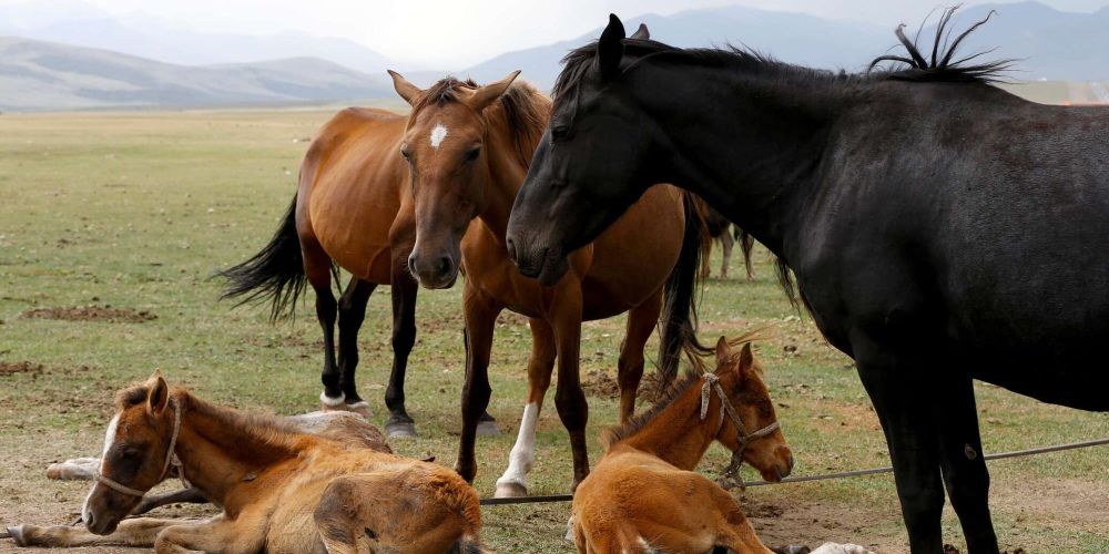 Живые лошади и субпродукты: чем Кыргызстан планирует торговать с Китаем изображение публикации