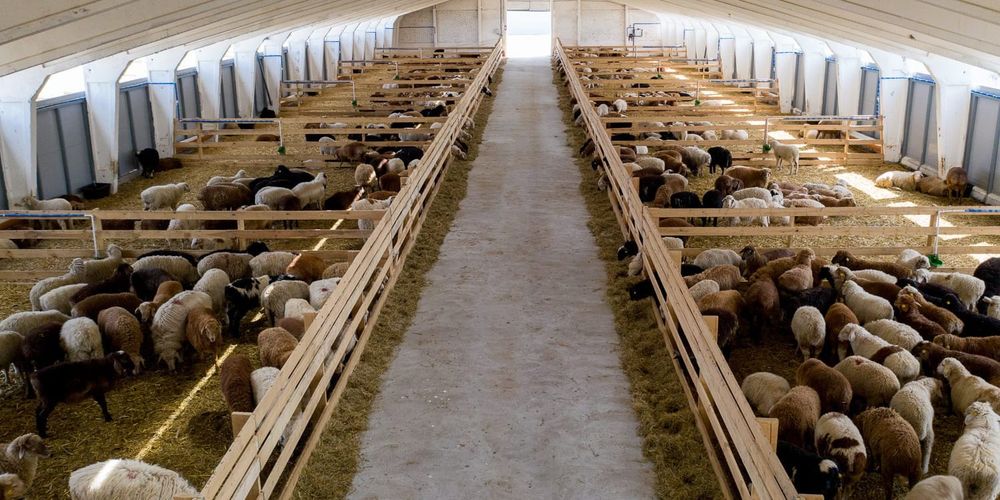 Откормочный комплекс в Чуйской области выставили на торги за 1.45 млрд сомов изображение публикации