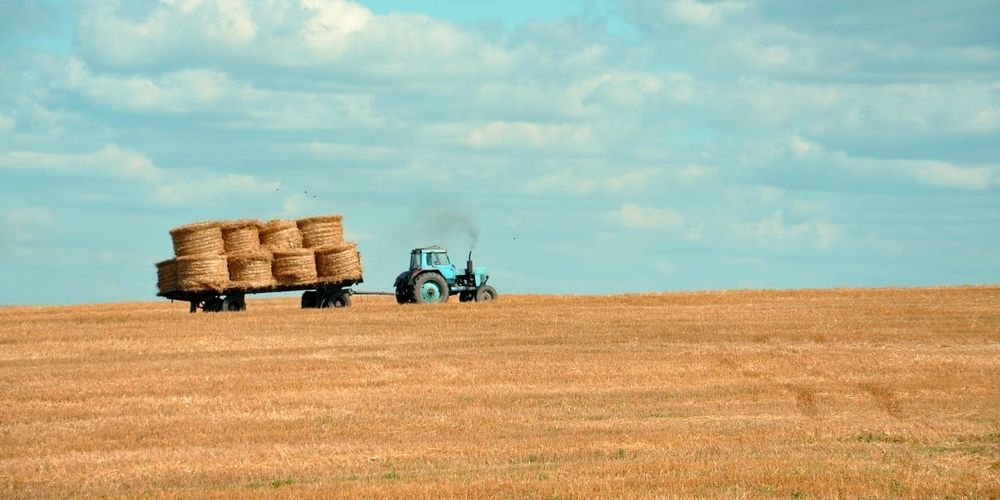 Минсельхоз: Кыргызстан обеспечил себя 6 из 9 базовых продуктов в 2025 году изображение публикации