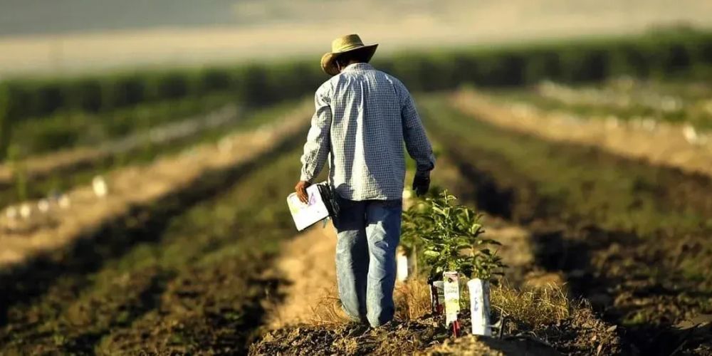 Минсельхоз отчитался о поддержке аграриев за 11 месяцев 2025 года изображение публикации