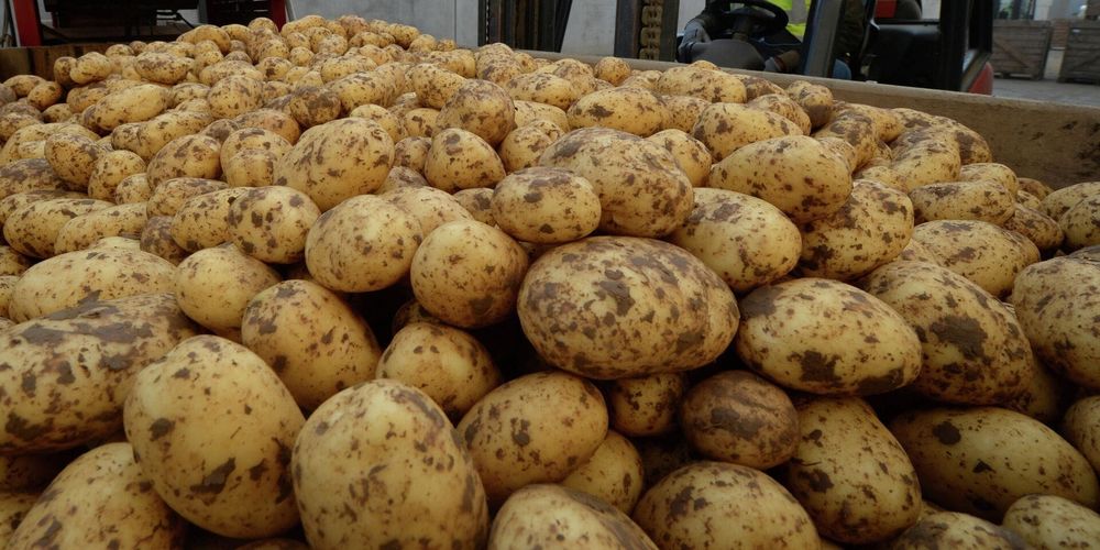 Кыргызстан вернул в Россию 44 тонны картофеля из-за отсутствия документов изображение публикации