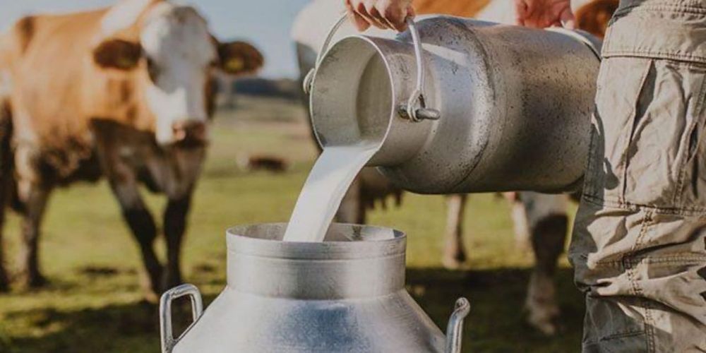 Закупочные цены на молоко в Кыргызстане обновили: ставки по жирности изображение публикации